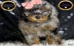 Miniature Poodle dogs for sale: Sharon - Image 1