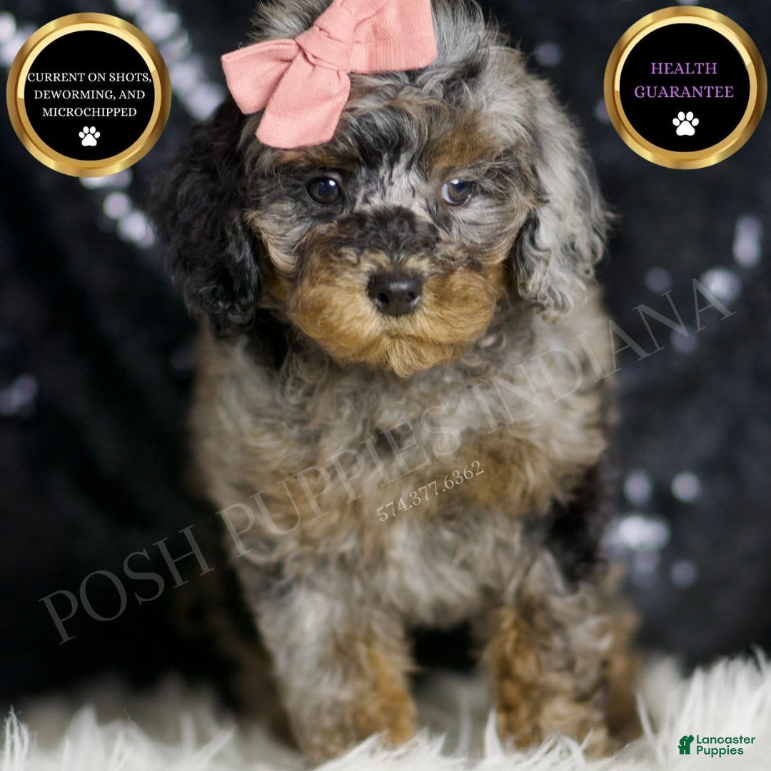 Miniature Poodle dogs for sale: Sharon - Image 1