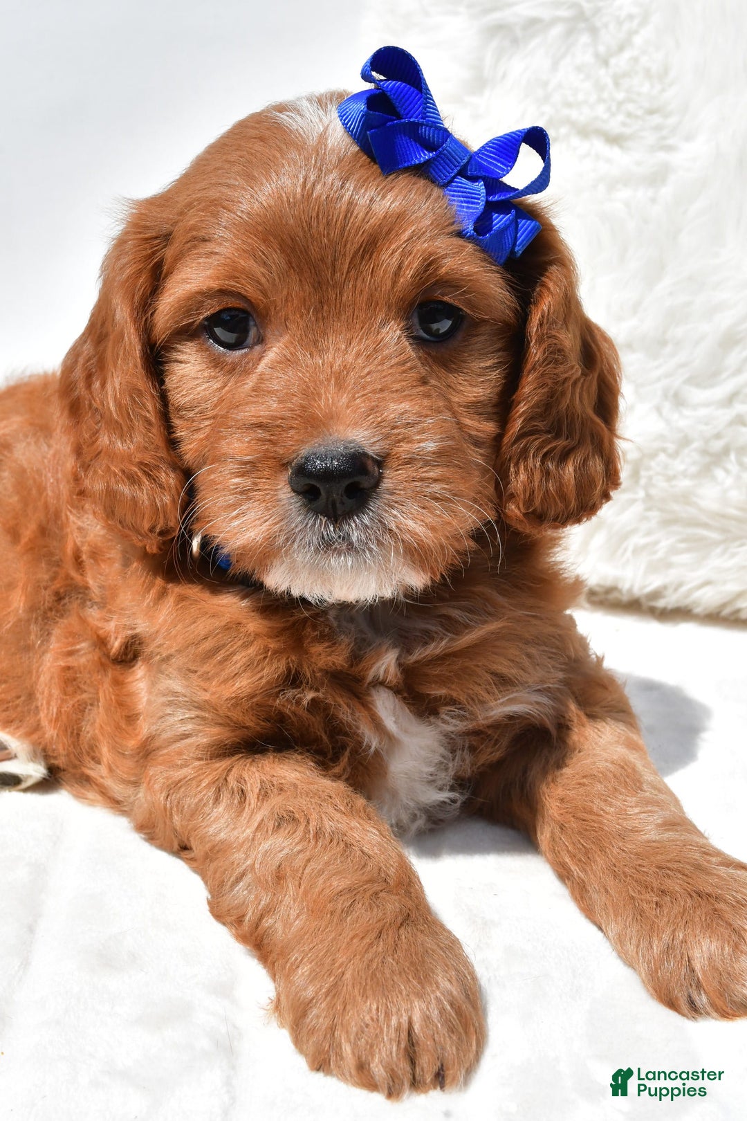 Mini Goldendoodle dogs for sale: Rascal - Image 6