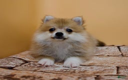 Pomeranian dogs for sale: Taryn - Image 6