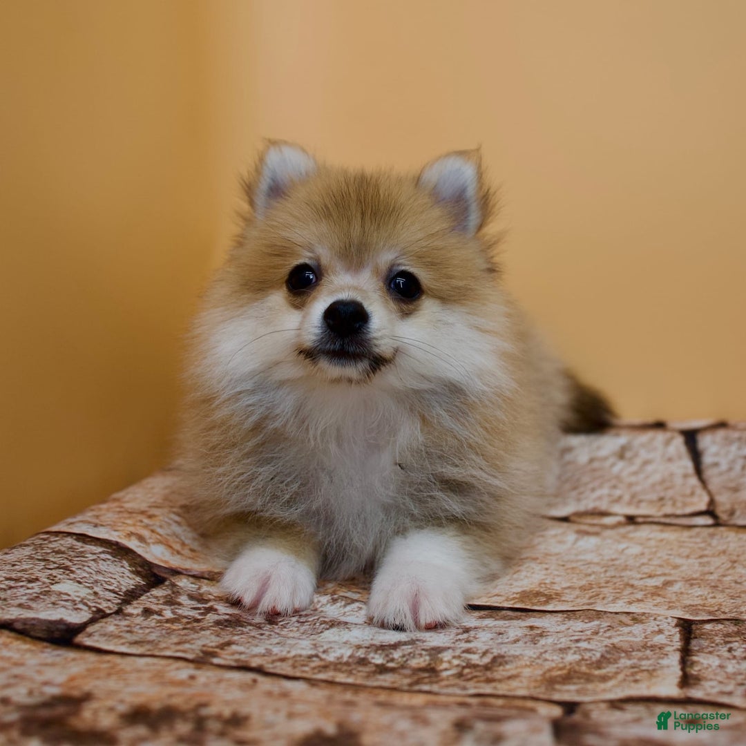 Pomeranian dogs for sale: Taryn - Image 6