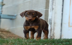 Doberman Pinscher dogs for sale: Daisy - Image 19