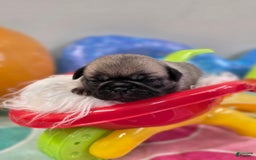 Pug dogs for sale: Lona - Image 3