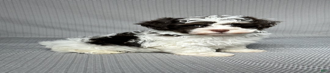 Ace