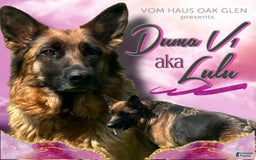 German Shepherd dogs for sale: Chanel - Image 4