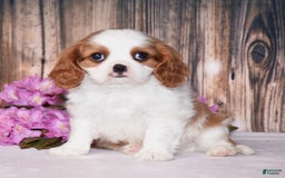 Cavalier King Charles Spaniel dogs for sale: Fritz - Image 1