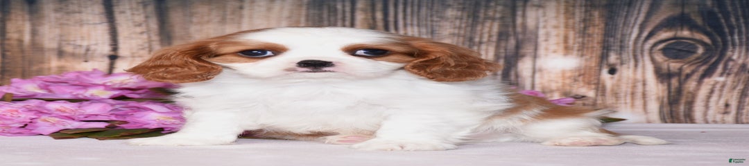 Fritz