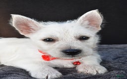 West Highland Terrier dogs for sale: Nemo - Image 5