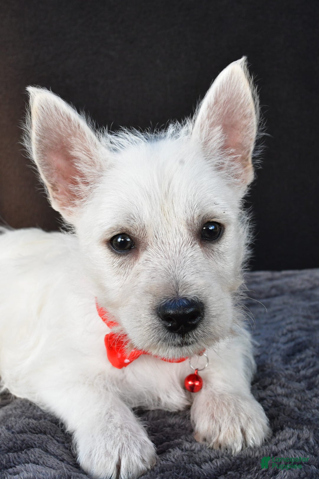 West Highland Terrier dogs for sale: Nemo - Image 5