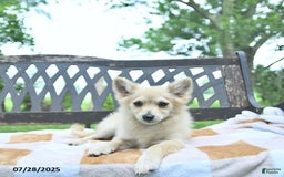 Pomeranian dogs for sale: Cuddles - Image 3