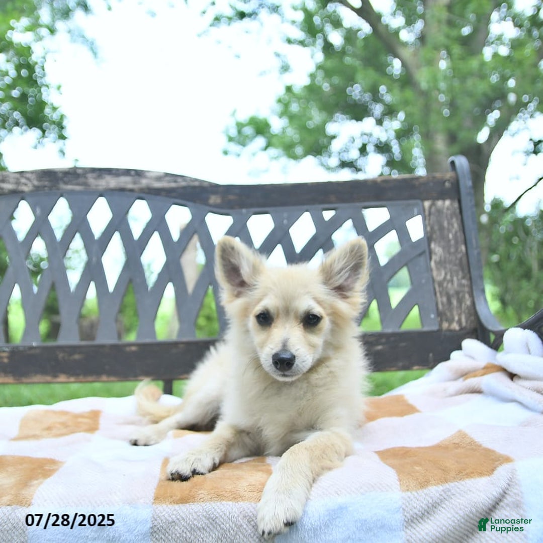 Pomeranian dogs for sale: Cuddles - Image 3