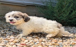 Teddy Bear dogs for sale: Whipped Cream - Image 10
