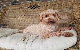Goldendoodle dogs for sale: Lanie - Image 14