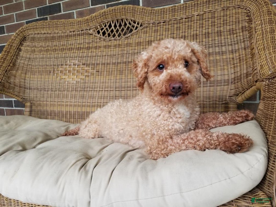 Goldendoodle dogs for sale: Lanie - Image 14