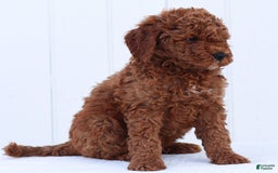 Standard Poodle dogs for sale: Reul - Image 7
