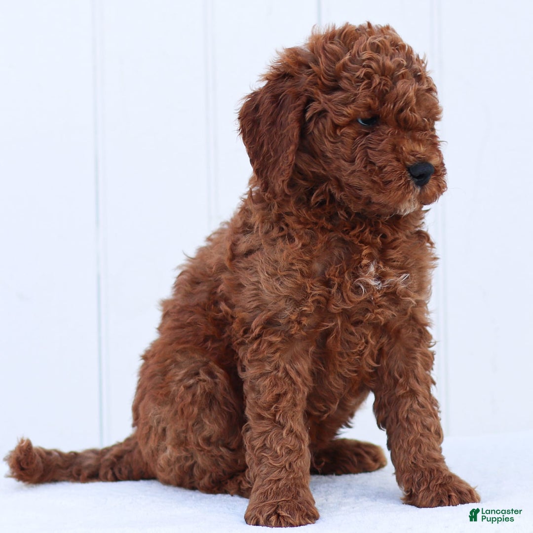 Standard Poodle dogs for sale: Reul - Image 7