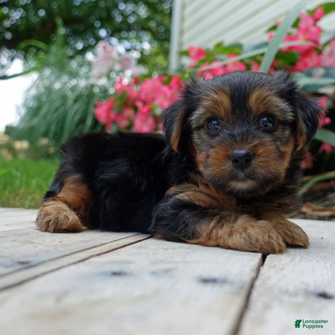 Yorkshire Terrier dogs for sale: Kenya - Image 1