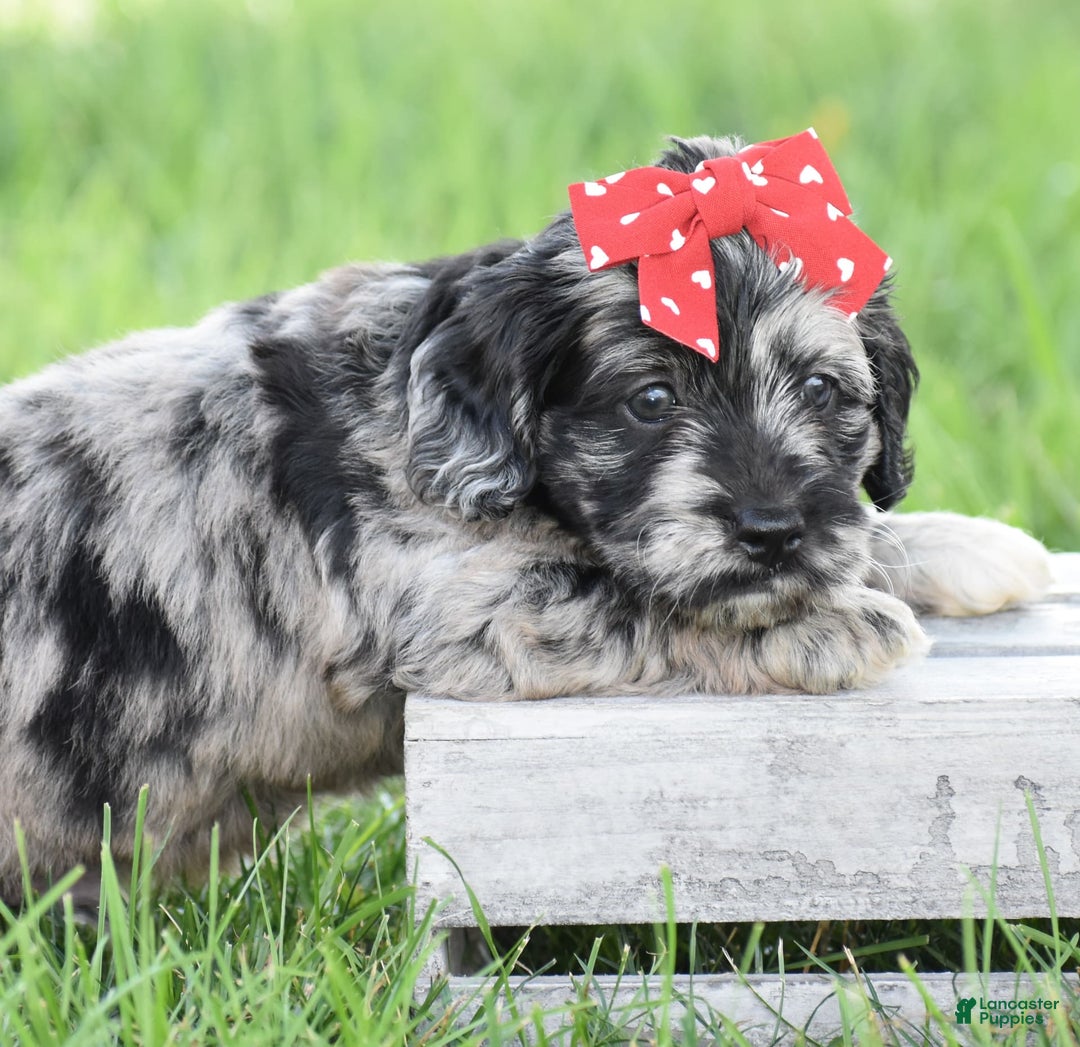 Mini Goldendoodle dogs for sale: Darien - Image 4