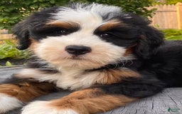 Mini Bernedoodle dogs for sale: 💚 Boston Ma 💚 Mini Bernedoodle - Image 4