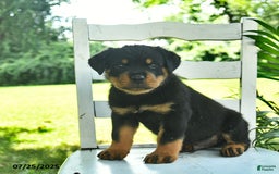 Rottweiler dogs for sale: Teddy - Image 1