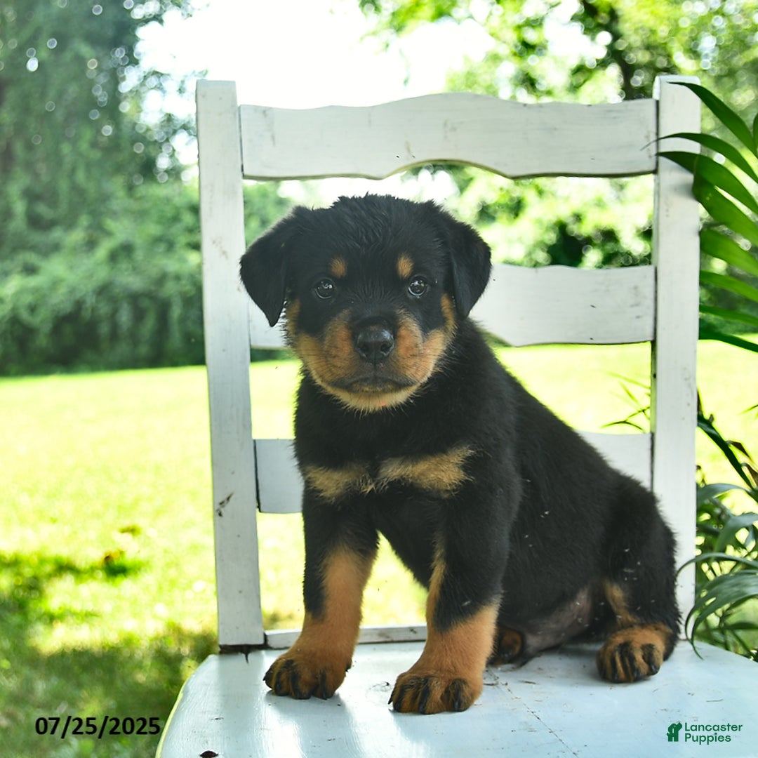 Rottweiler dogs for sale: Teddy - Image 1