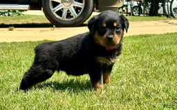 Rottweiler dogs for sale: Violet Collar - Image 5
