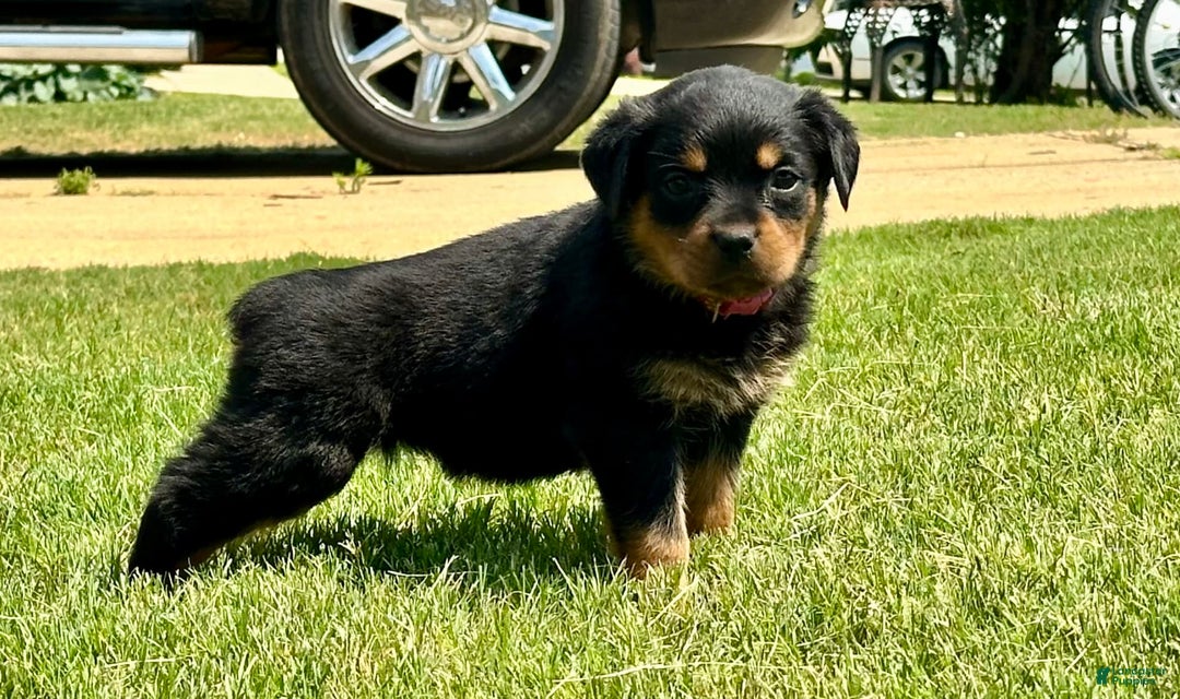 Rottweiler dogs for sale: Violet Collar - Image 5