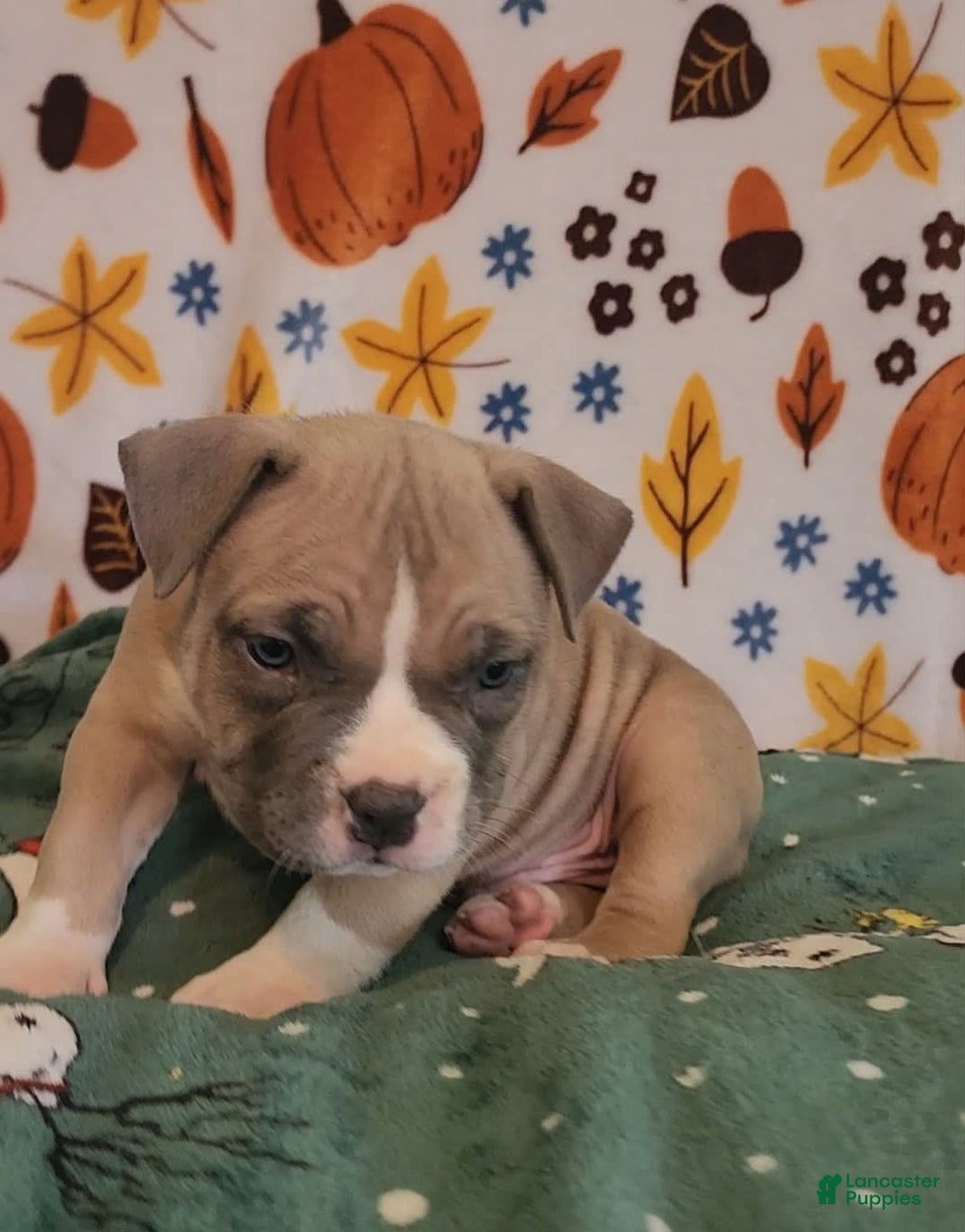 American Bully dogs for sale: National Champion Jack - Image 16
