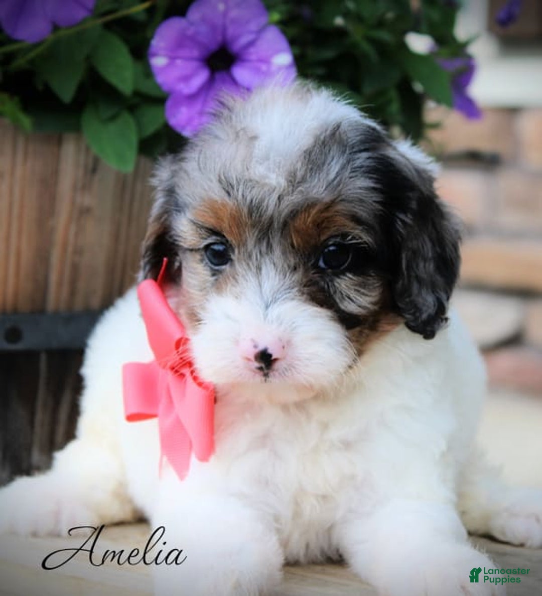 Cavapoo dogs for sale: Amelia - Image 2