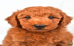 Mini Goldendoodle dogs for sale: Cooper - Image 9