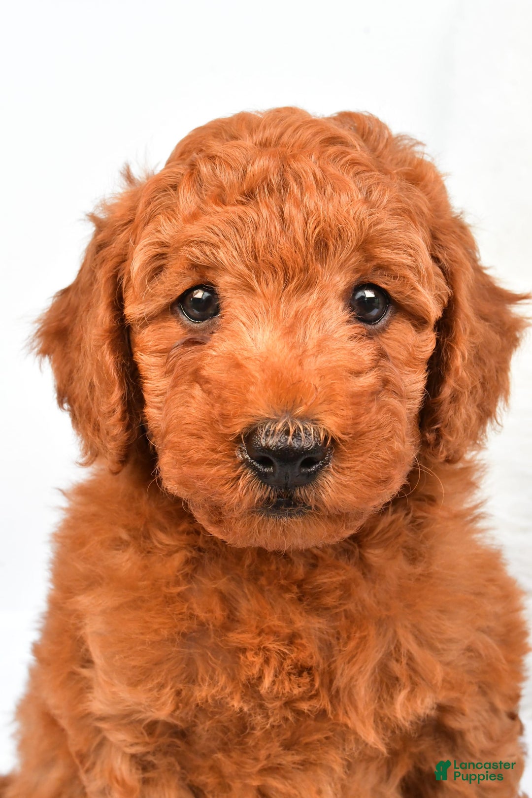 Mini Goldendoodle dogs for sale: Cooper - Image 9