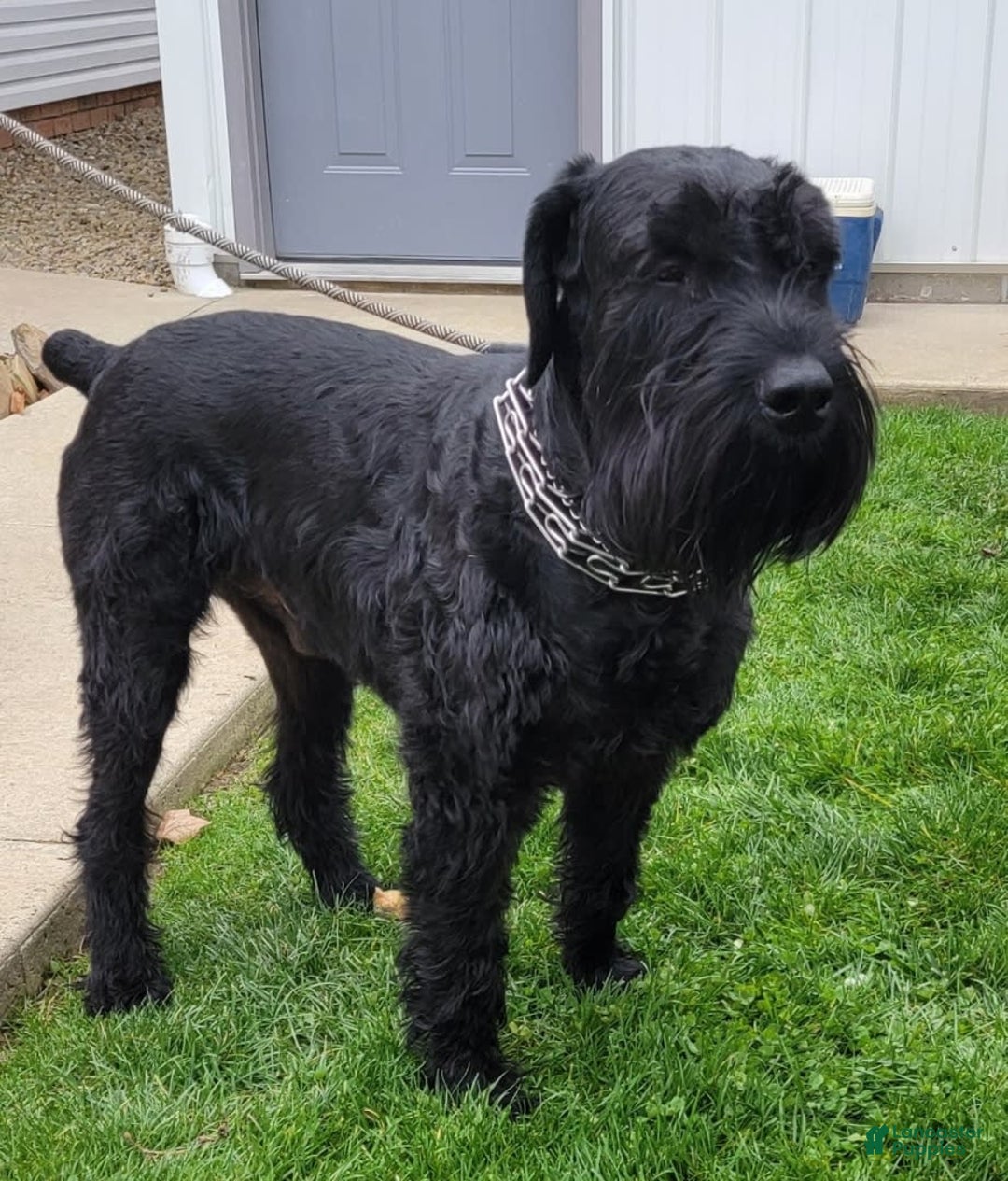 Giant Schnauzer dogs for sale: Teresa Giant - Image 11