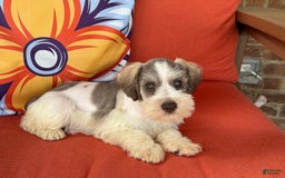Miniature Schnauzer dogs for sale: Paisley Male 2 - Image 2