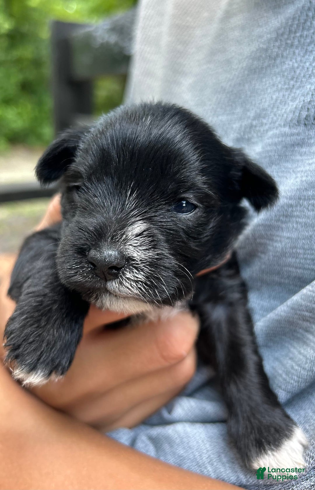 Miniature Schnauzer dogs for sale: Ellie - Image 5
