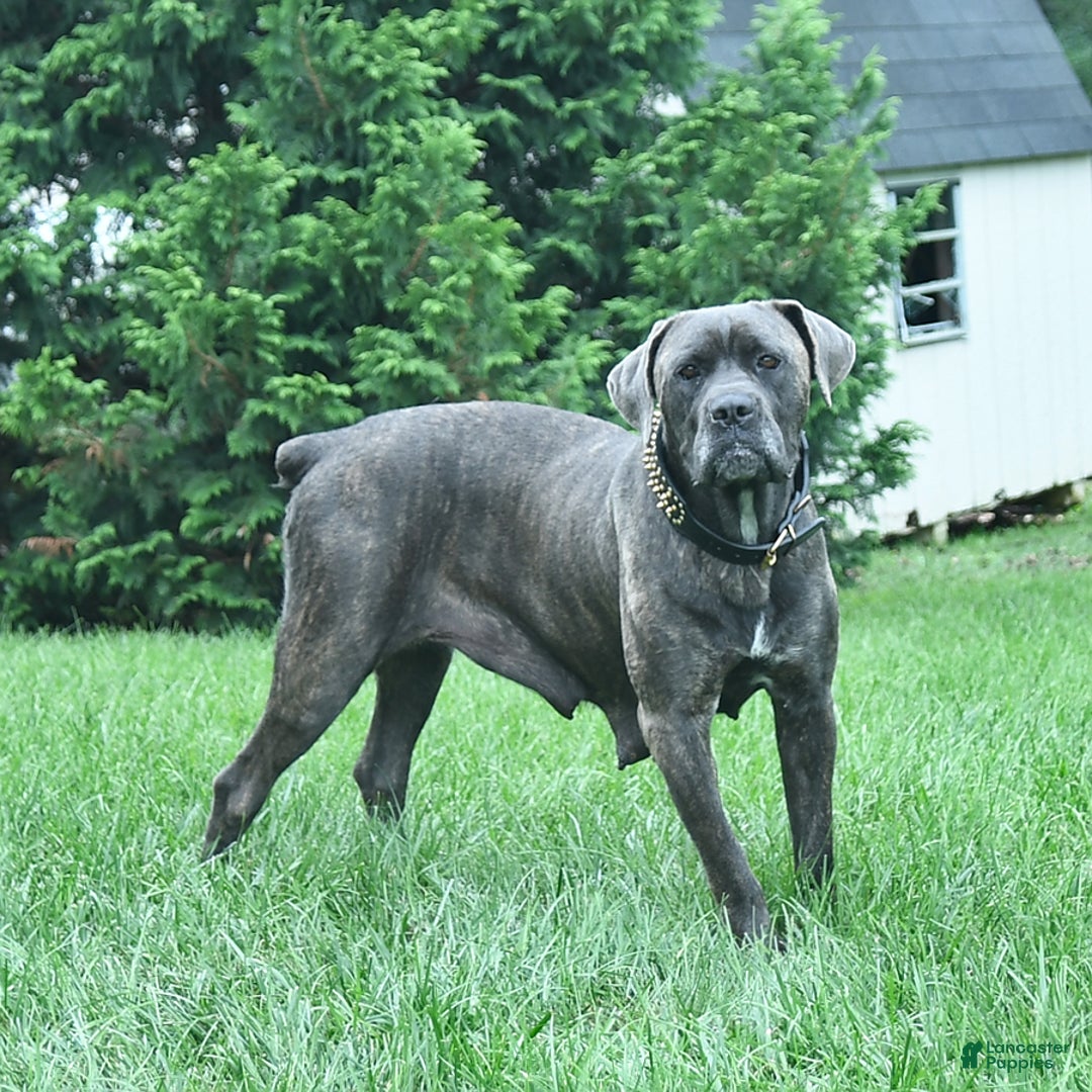 Cane Corso dogs for sale: Rosa - Image 9