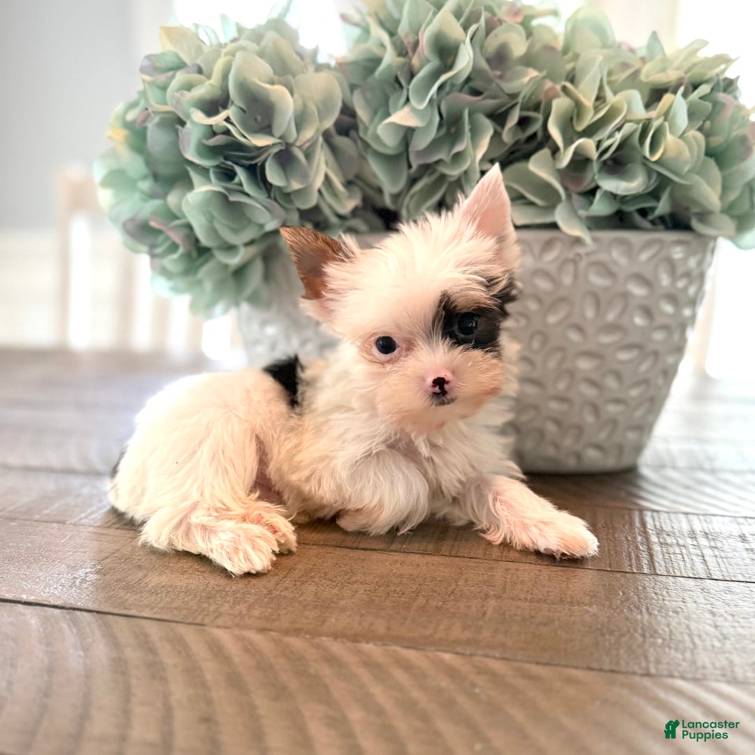 Yorkshire Terrier dogs for sale: Daniel - Image 32
