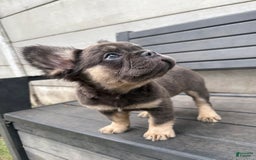 French Bulldog dogs for sale: Nala - Image 3