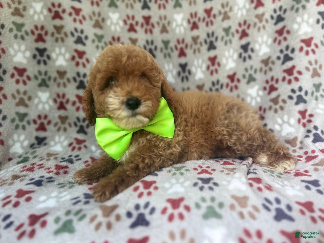 Cockapoo dogs for sale: Ridge - Image 7