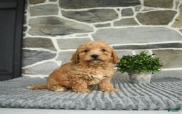 Bichpoo dogs for sale: Vosco - Image 2