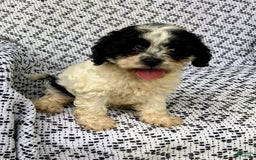 Cockapoo dogs for sale: Stella - Image 7