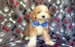 Cavapoo dogs for sale: Boss - Image 3