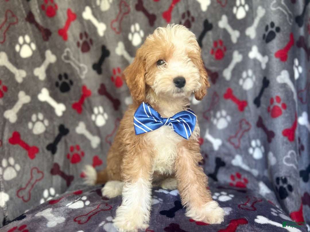 Cavapoo dogs for sale: Boss - Image 3