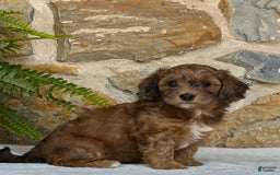 Mini Aussiedoodle dogs for sale: Raya - Image 3