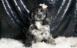 Cocker Spaniel dogs for sale: Rainbow Dash - Image 2