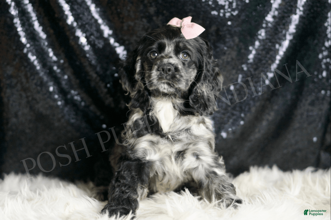 Cocker Spaniel dogs for sale: Rainbow Dash - Image 2