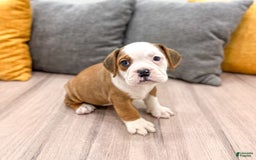 Beabull dogs for sale: Bella - Image 1