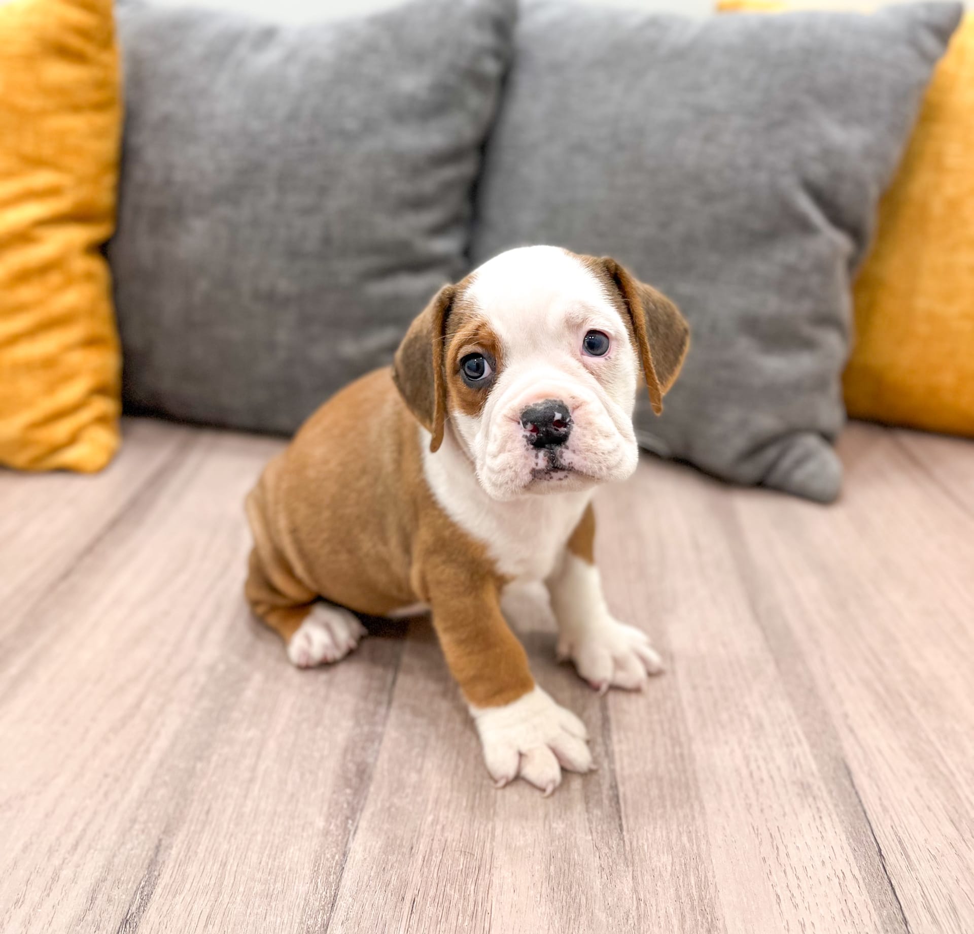 Beabull dogs for sale - Ad 4
