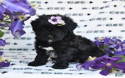 Havapoo dogs for sale: Snickers - Image 4