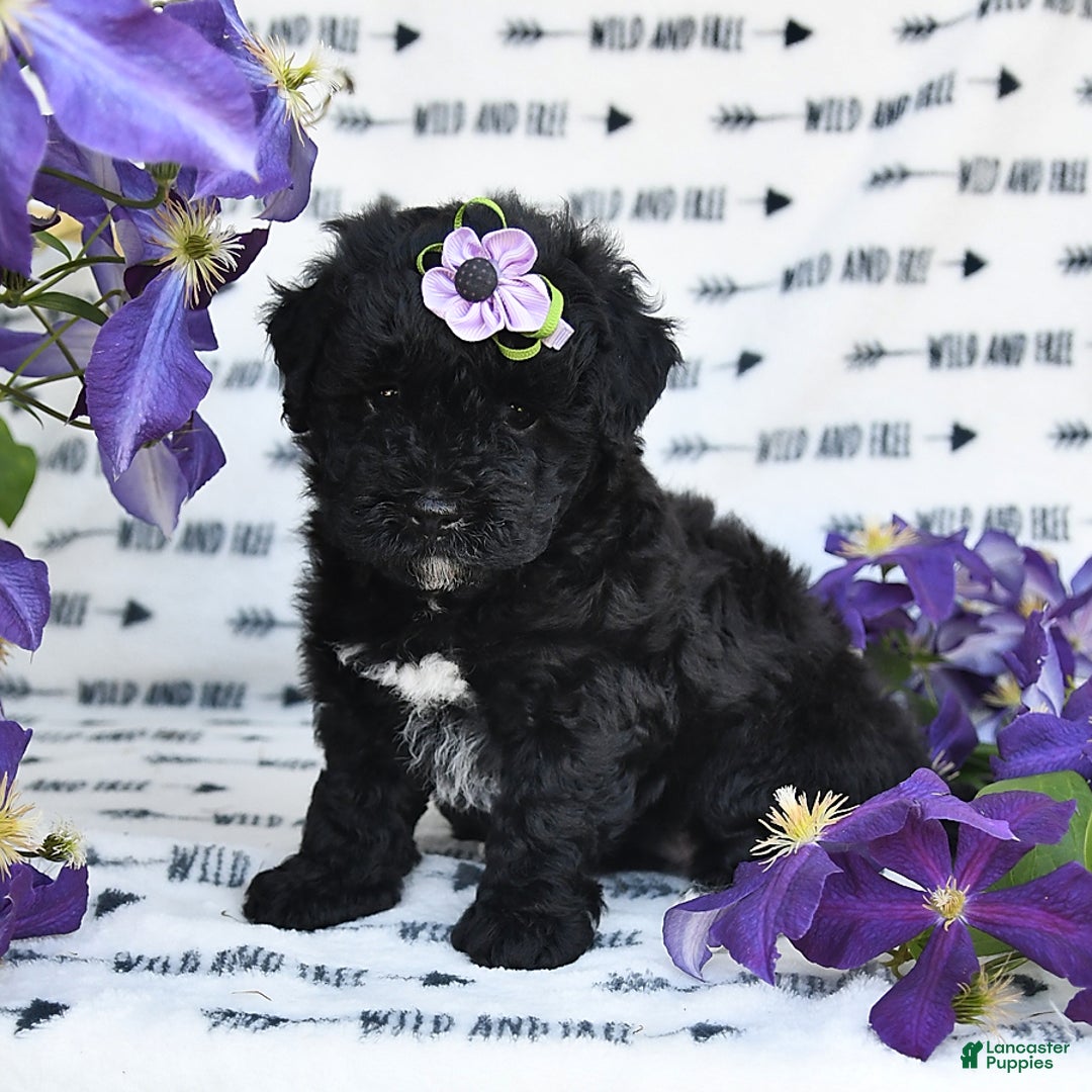 Havapoo dogs for sale: Snickers - Image 4