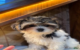 Morkie dogs for sale: Sydney - Image 3
